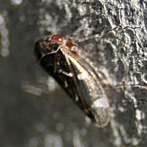 Eurymeloides punctata at Russell, ACT - 13 Sep 2024