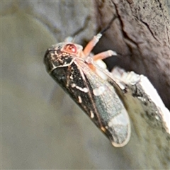 Eurymeloides punctata at Russell, ACT - 13 Sep 2024