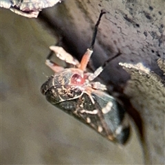 Eurymeloides punctata at Russell, ACT - 13 Sep 2024