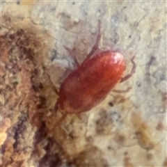 Erythraeidae (family) at Barton, ACT - 13 Sep 2024 01:57 PM