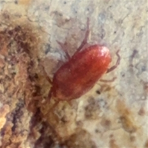 Erythraeidae (family) at Barton, ACT - 13 Sep 2024 01:57 PM