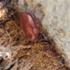 Erythraeidae (family) at Barton, ACT - 13 Sep 2024 01:57 PM