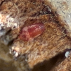 Erythraeidae (family) at Barton, ACT - 13 Sep 2024 01:57 PM