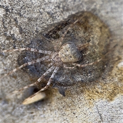 Tamopsis sp. (genus) (Two-tailed spider) at Russell, ACT - 13 Sep 2024 by Hejor1