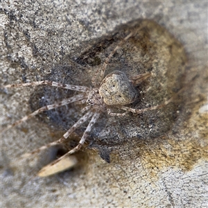 Tamopsis sp. (genus) at Russell, ACT - 13 Sep 2024