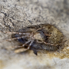 Tamopsis sp. (genus) at Russell, ACT - 13 Sep 2024