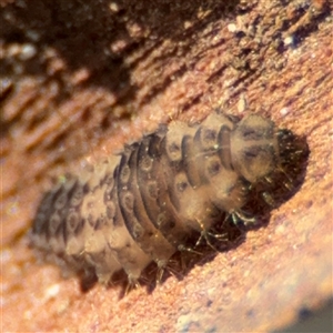 Coccinellidae (family) at Russell, ACT - 13 Sep 2024 02:03 PM