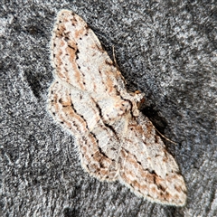 Didymoctenia exsuperata (Thick-lined Bark Moth) at Russell, ACT - 13 Sep 2024 by Hejor1