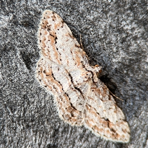 Didymoctenia exsuperata at Russell, ACT - 13 Sep 2024