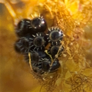 Asopinae sp. (Subfamily) at Russell, ACT - 13 Sep 2024