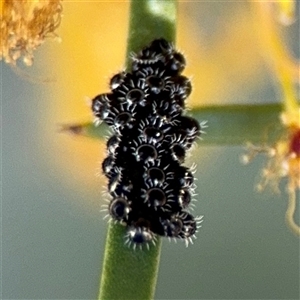 Asopinae sp. (Subfamily) at Russell, ACT - 13 Sep 2024