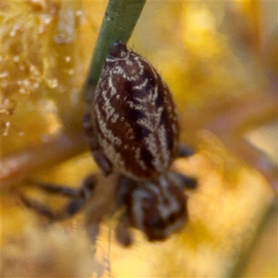 Opisthoncus sp. (genus) (Unidentified Opisthoncus jumping spider) at Russell, ACT - 13 Sep 2024 by Hejor1