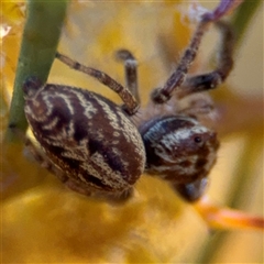 Opisthoncus sp. (genus) at Russell, ACT - 13 Sep 2024