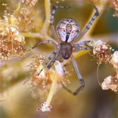 Cryptachaea veruculata (Diamondback comb-footed spider) at Russell, ACT - 13 Sep 2024 by Hejor1