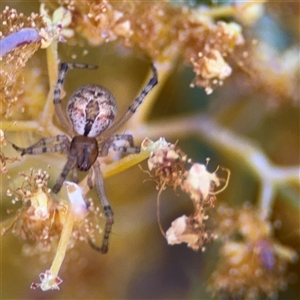 Cryptachaea veruculata at Russell, ACT - 13 Sep 2024