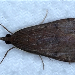 Uresiphita ornithopteralis (Tree Lucerne Moth) at Bulli, NSW - 13 Sep 2024 by jb2602