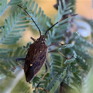 Poecilometis sp. (genus) at Russell, ACT - 13 Sep 2024