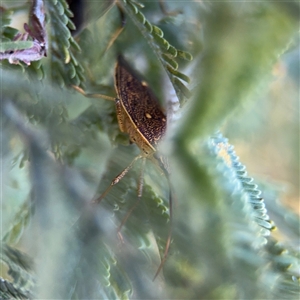 Poecilometis sp. (genus) at Russell, ACT - 13 Sep 2024