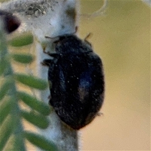 Coccinellidae (family) at Russell, ACT - 13 Sep 2024 03:55 PM