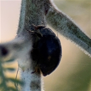 Coccinellidae (family) at Russell, ACT - 13 Sep 2024 03:55 PM