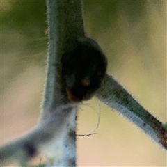 Coccinellidae (family) at Russell, ACT - 13 Sep 2024 03:55 PM