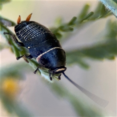 Ellipsidion australe at Russell, ACT - 13 Sep 2024