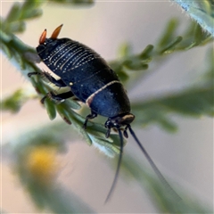 Ellipsidion australe at Russell, ACT - 13 Sep 2024 03:58 PM