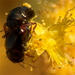 Ditropidus sp. (genus) at Russell, ACT - 13 Sep 2024