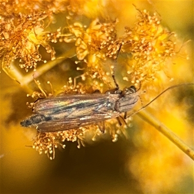 Chironomidae (family) (Non-biting Midge) at Russell, ACT - 13 Sep 2024 by Hejor1