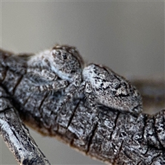 Cytaea aspera (Grey Striped Bark Jumper) at Russell, ACT - 13 Sep 2024 by Hejor1