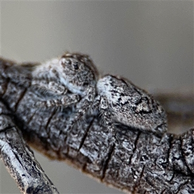 Cytaea aspera (Grey Striped Bark Jumper) at Russell, ACT - 13 Sep 2024 by Hejor1