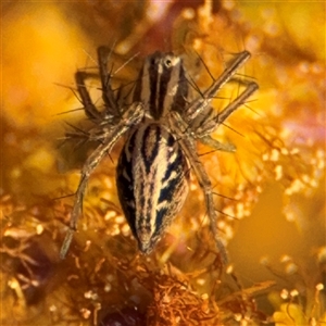 Oxyopes sp. (genus) at Russell, ACT - 13 Sep 2024 04:14 PM