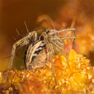 Oxyopes sp. (genus) at Russell, ACT - 13 Sep 2024 04:14 PM