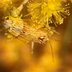 Miridae (family) (Unidentified plant bug) at Russell, ACT - 13 Sep 2024 by Hejor1