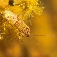 Miridae (family) at Russell, ACT - 13 Sep 2024 04:17 PM