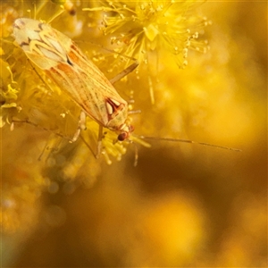 Miridae (family) at Russell, ACT - 13 Sep 2024 04:17 PM