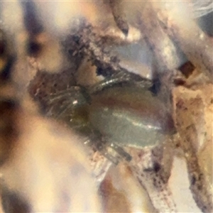 Araneae (order) at Russell, ACT - 13 Sep 2024 04:22 PM