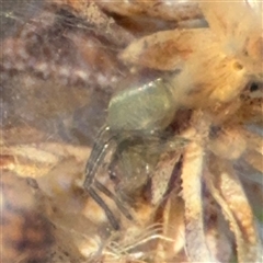 Araneae (order) at Russell, ACT - 13 Sep 2024 04:22 PM