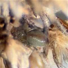 Araneae (order) at Russell, ACT - 13 Sep 2024 04:22 PM