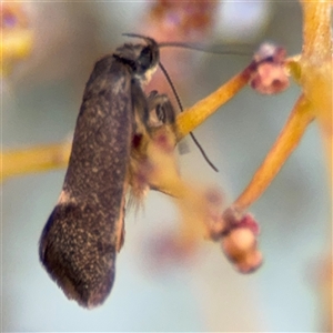 Leistomorpha brontoscopa at Russell, ACT - 13 Sep 2024 04:35 PM