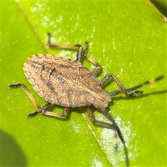 Omyta centrolineata (Centreline Shield Bug) at Nicholls, ACT - 14 Sep 2024 by Hejor1