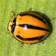 Micraspis frenata (Striped Ladybird) at Nicholls, ACT - 14 Sep 2024 by Hejor1