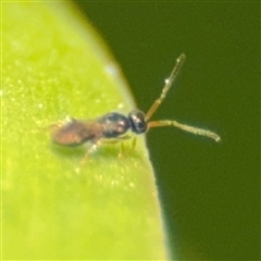 Apocrita (suborder) (Unidentified wasp) at Nicholls, ACT - 14 Sep 2024 by Hejor1