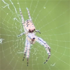 Plebs eburnus (Eastern bush orb-weaver) at Nicholls, ACT - 14 Sep 2024 by Hejor1