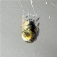 Araneinae (subfamily) at Nicholls, ACT - 14 Sep 2024 03:09 PM