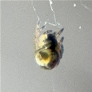 Araneinae (subfamily) at Nicholls, ACT - 14 Sep 2024 03:09 PM