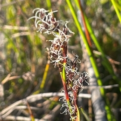 Machaerina rubiginosa (Soft Twig-rush) at Tianjara, NSW - 13 Sep 2024 by JaneR