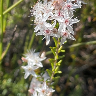 Calytrix tetragona (Common Fringe-myrtle) at Tianjara, NSW - 13 Sep 2024 by JaneR