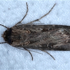 Agrotis munda (Brown Cutworm) at Bulli, NSW - 13 Sep 2024 by jb2602