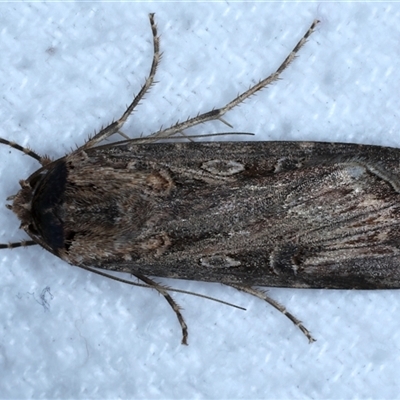 Agrotis munda (Brown Cutworm) at Bulli, NSW - 13 Sep 2024 by jb2602